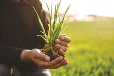 Trồng lúa chất lượng cao không chỉ dừng lại ở bán tín chỉ carbon